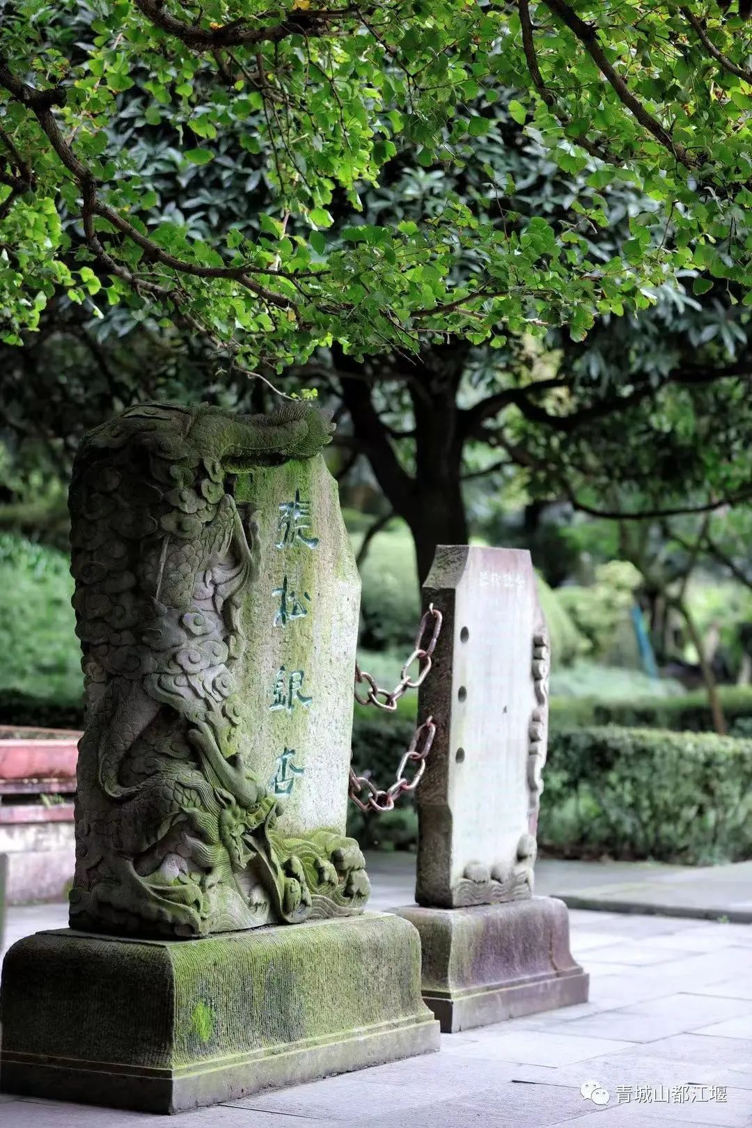 都江堰熊猫谷里的国宝,都江堰市大熊猫国家公园