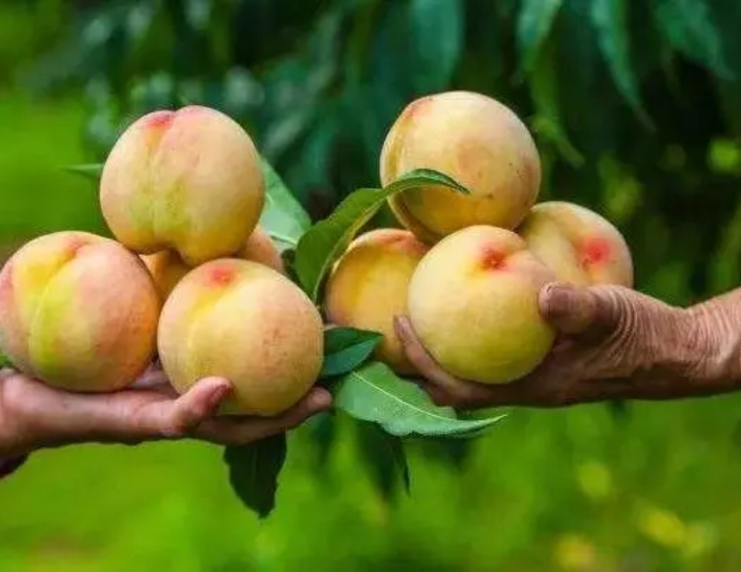 常州美食上榜江苏味道,闲谈温州美食