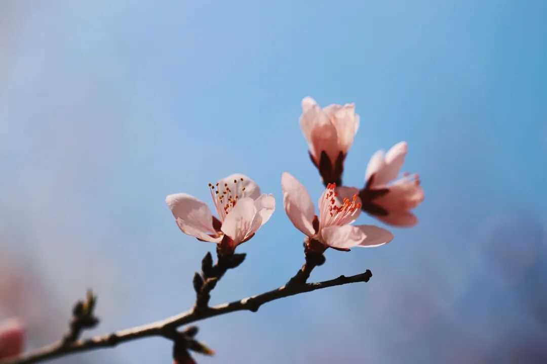 叙利亚美女第一次来中国上海,叙利亚美女旅游