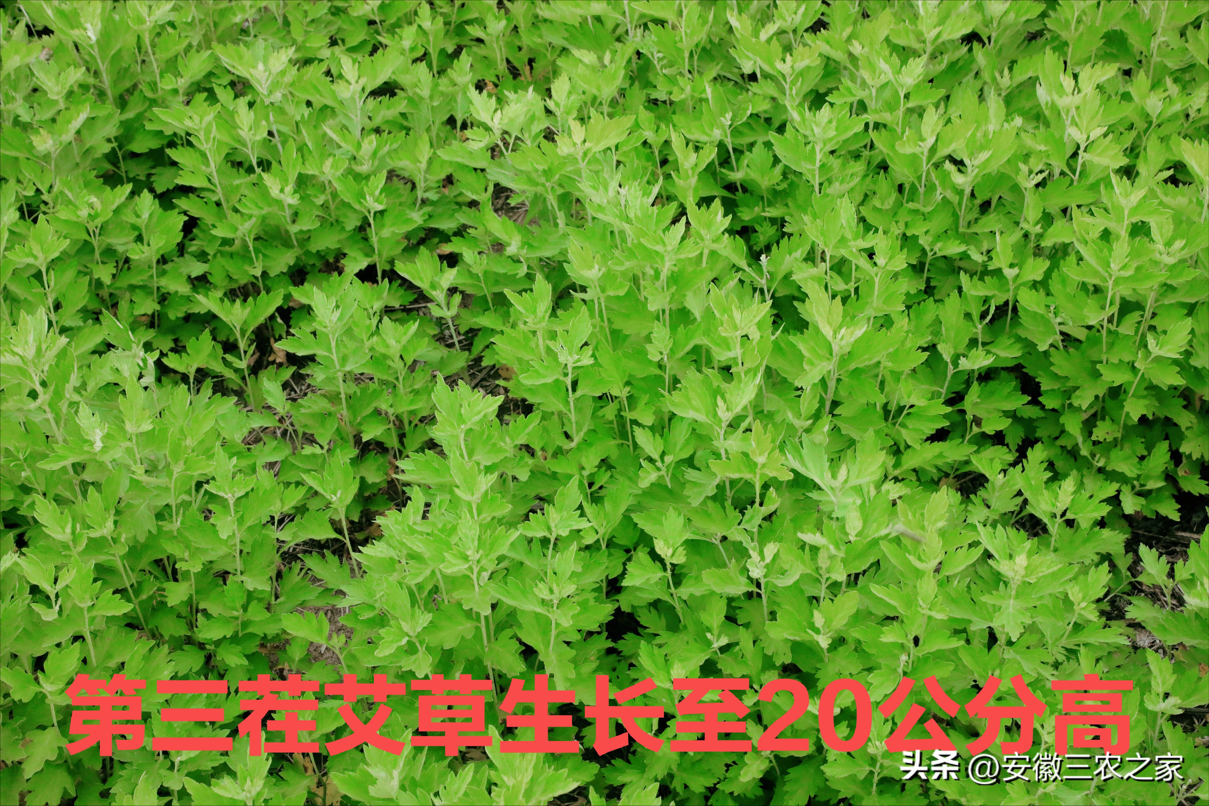 艾草种植一亩收益多少钱,种植艾草一亩地投资收益