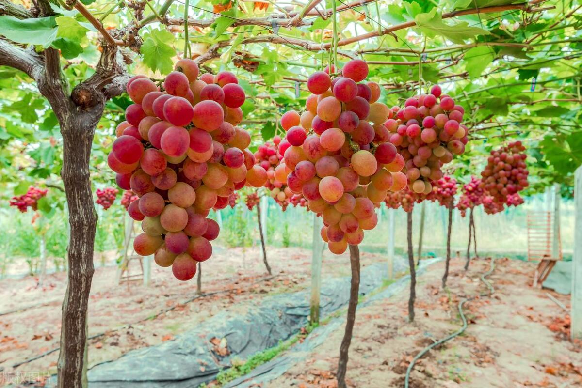 2023十大农业种植致富项目推荐,2023年网络赚钱项目