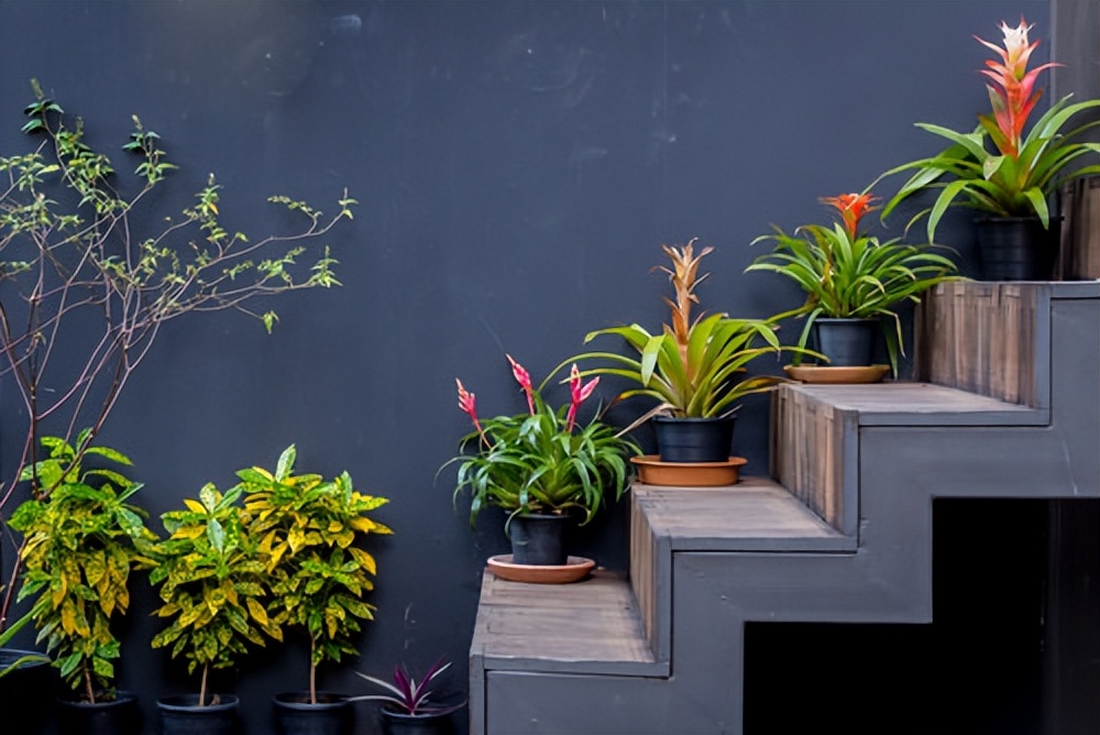 室内植物装饰推荐,室内植物装饰的选材和方法