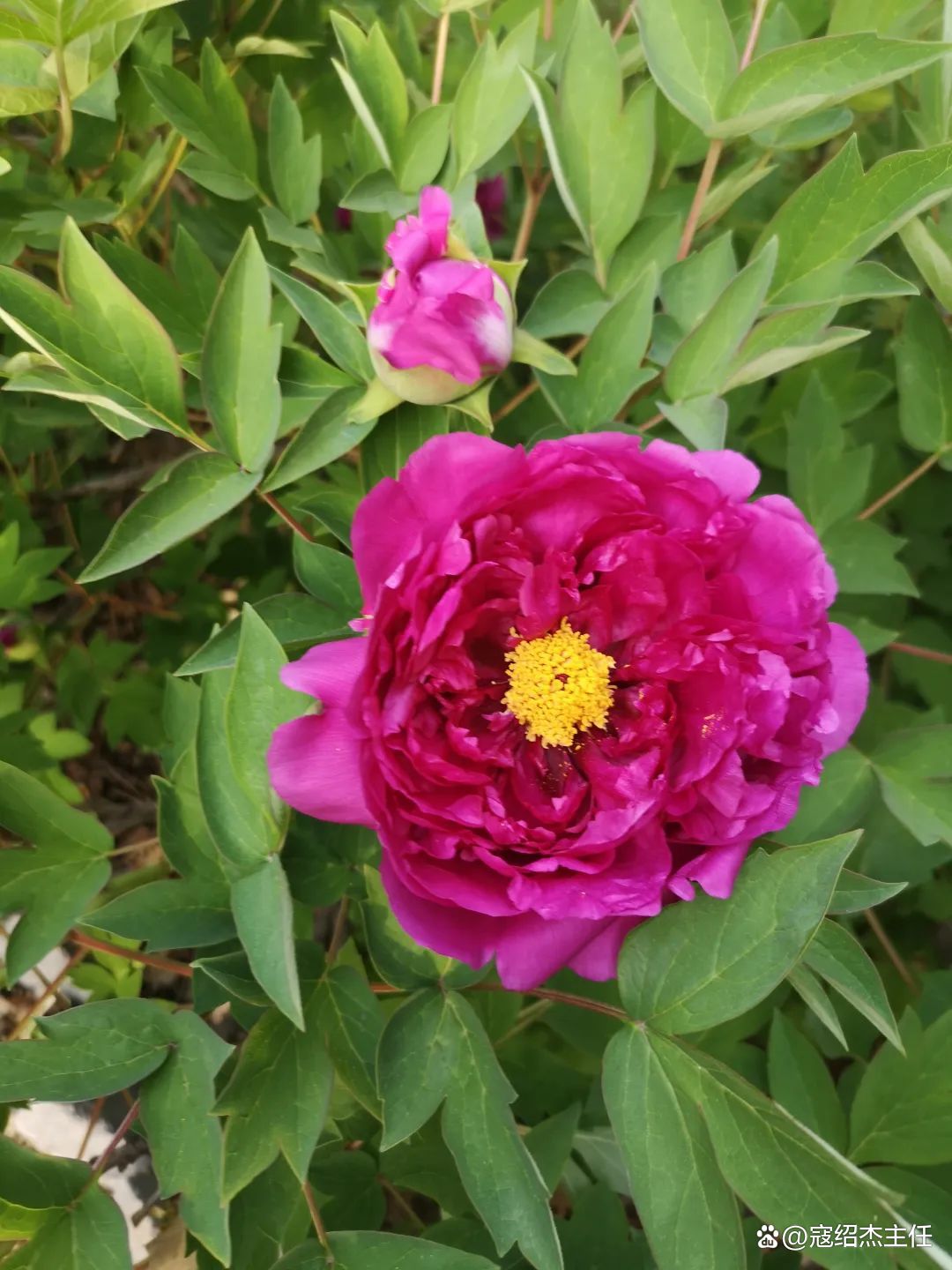 肝郁气滞心烦焦虑吃什么药,肝郁心烦焦虑的体质怎么调