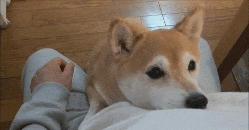 12星座各自都配什么狗狗,什么星座适合养什么狗狗