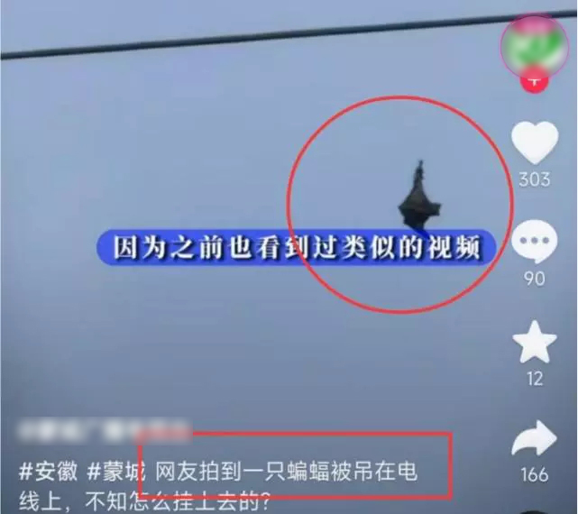 天空出现蝙蝠被挂空中,一蝙蝠疑似被挂在半空中