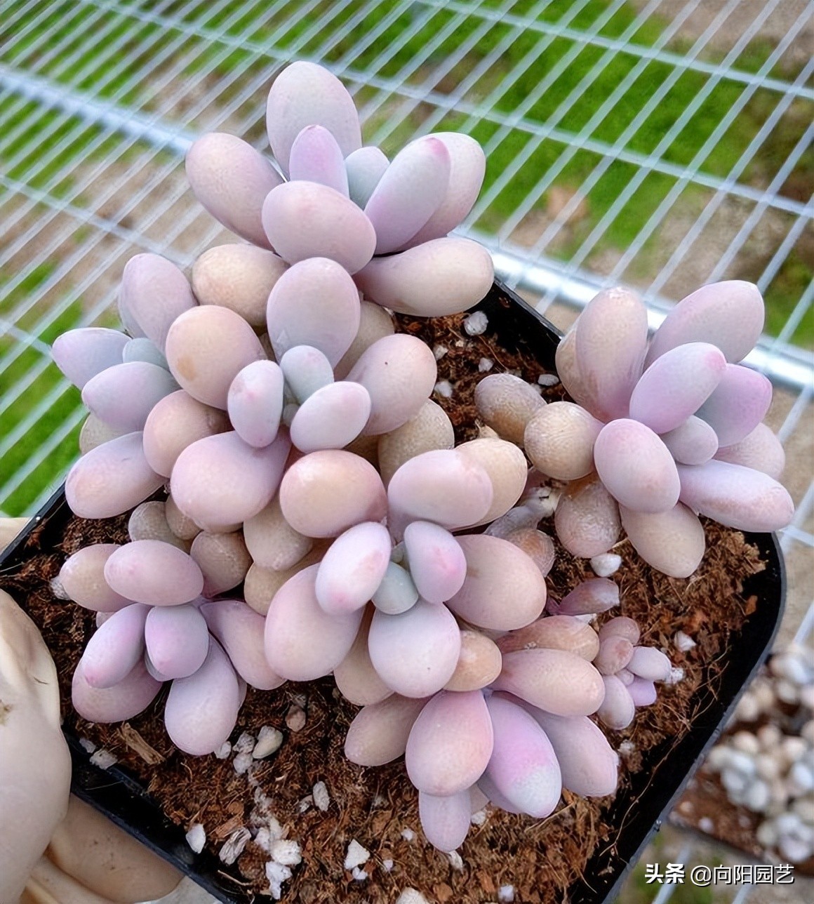 卖多肉有多暴利,多肉植物是暴利行业吗