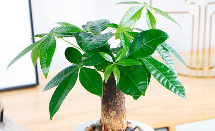 家里光线差就养这几种花,什么花散射光就可以养好