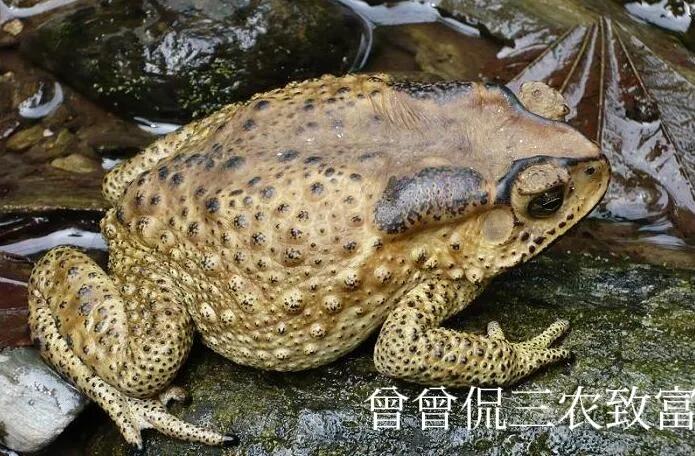 癞蛤蟆变金蝉诗句,癞蛤蟆变成金蝉