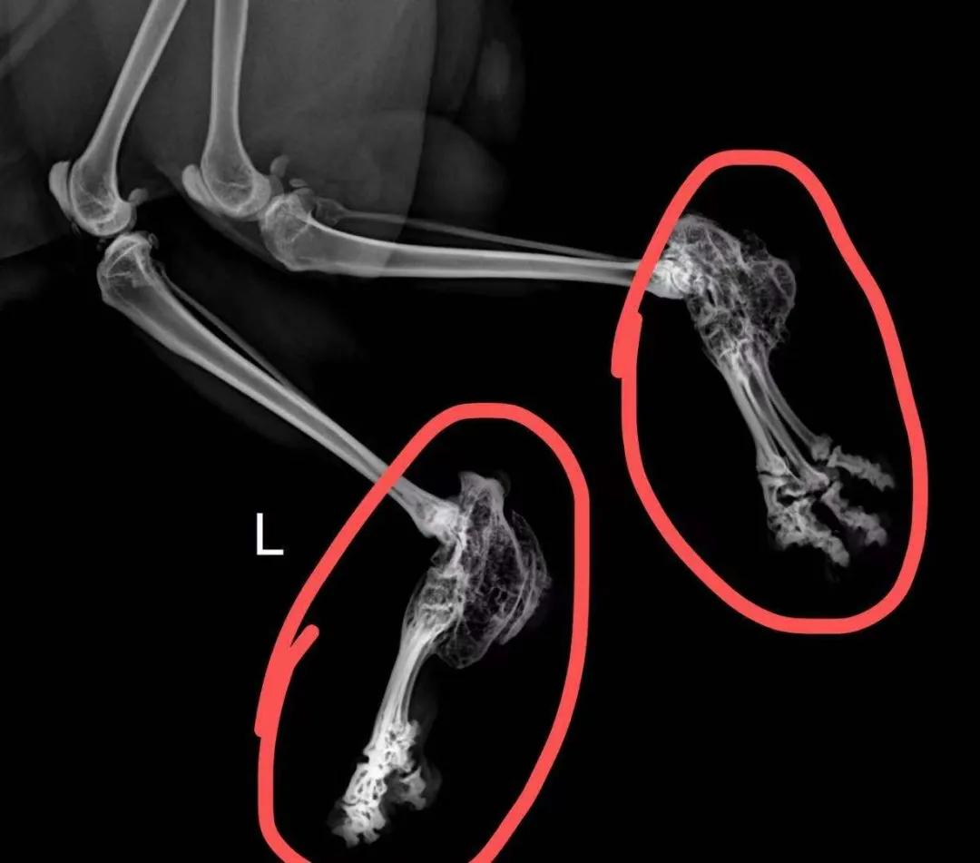 猫咪被我打的腿瘸了怎么办,猫咪跑跳都没事但走路腿瘸