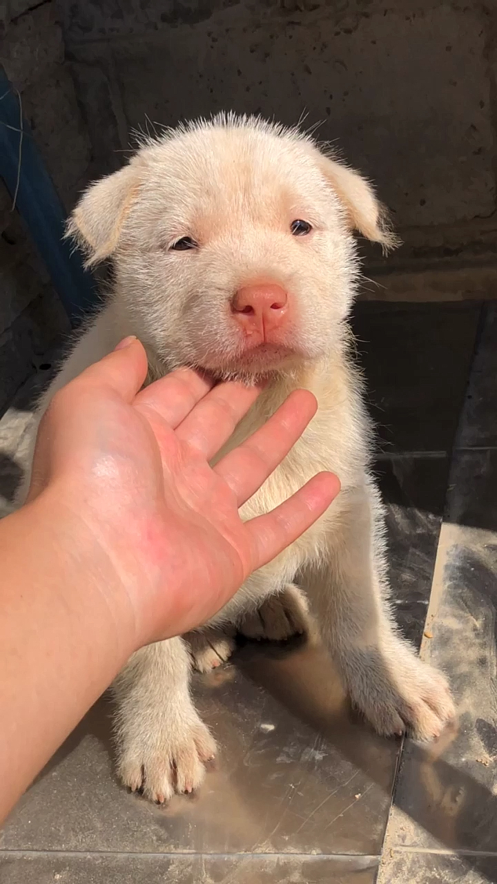 下司犬为什么不建议养,怎么养下司犬