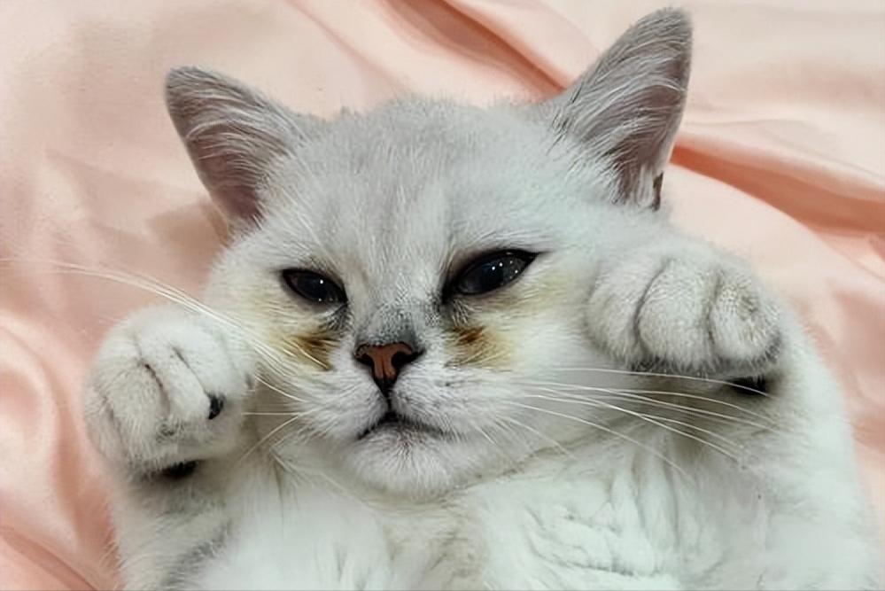 两个多月银渐层有泪痕正常吗,银渐层有耳螨泪痕严重怎么办