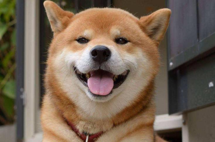 为什么小狗老是咬狗绳,小狗为什么喜欢自己咬着牵引绳