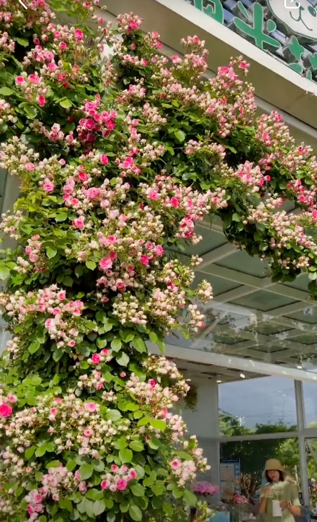 光照不足也能猛开花的藤本月季,抗病好养勤花的藤本月季品种