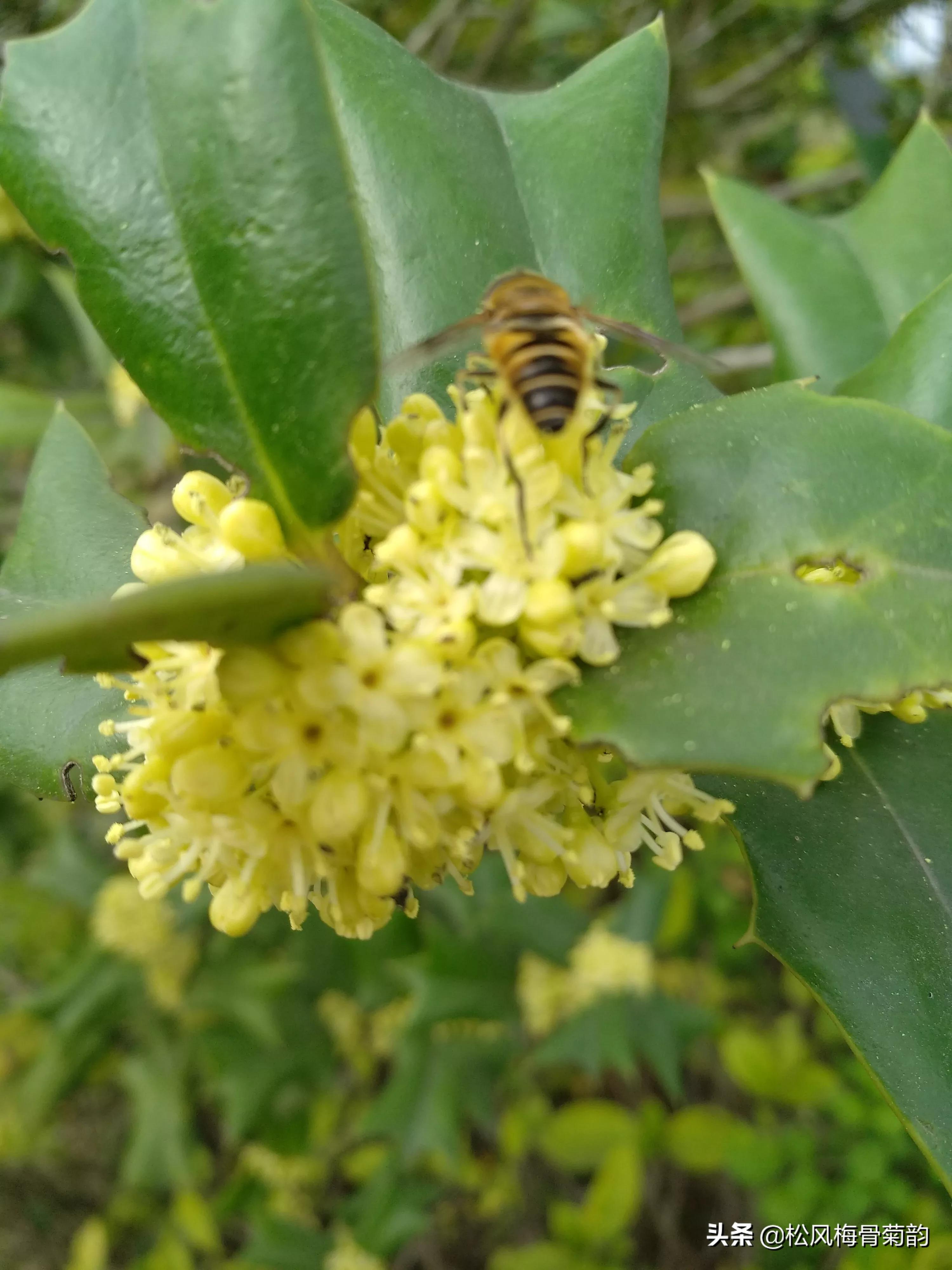 猫儿刺花香,猫儿刺为什么开花不结果