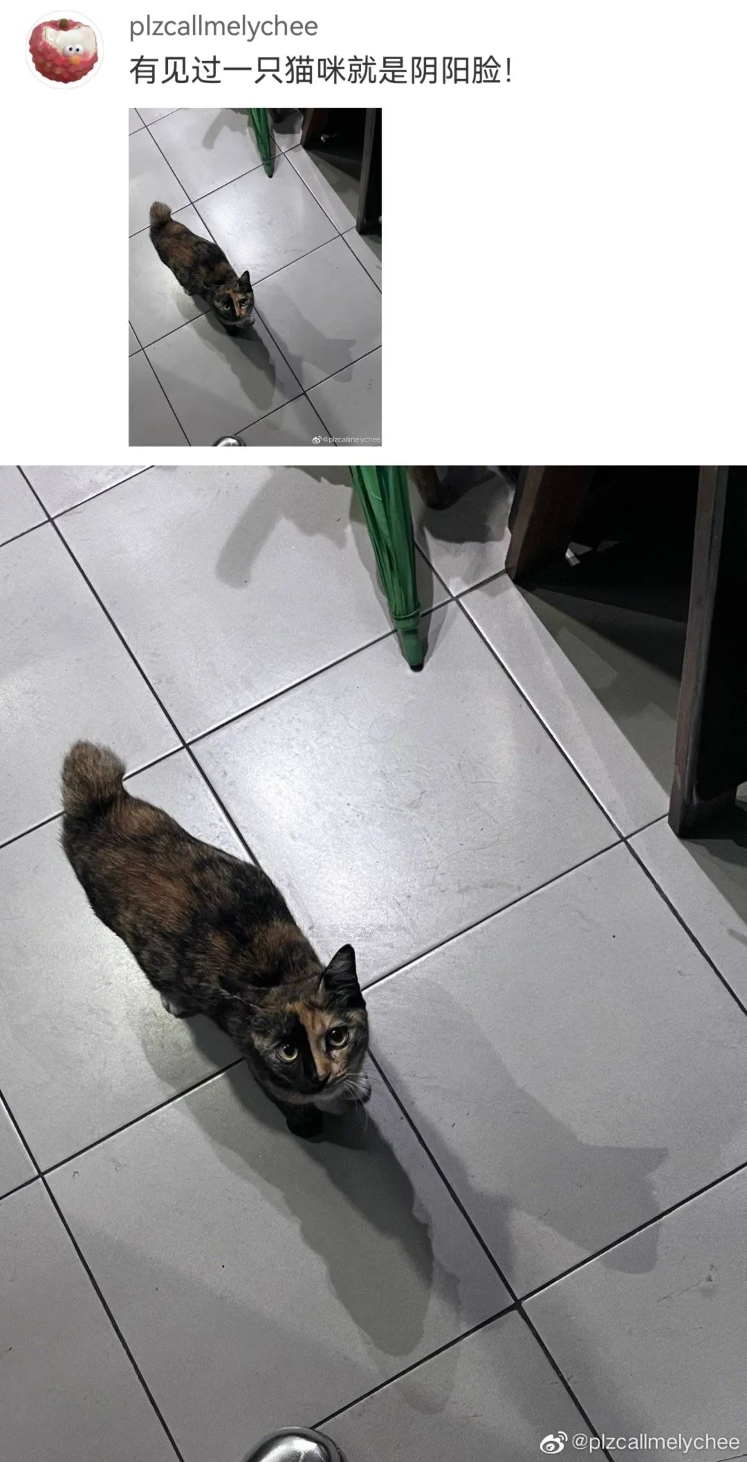 丑萌丑萌的小动物,丑陋又可爱的小动物