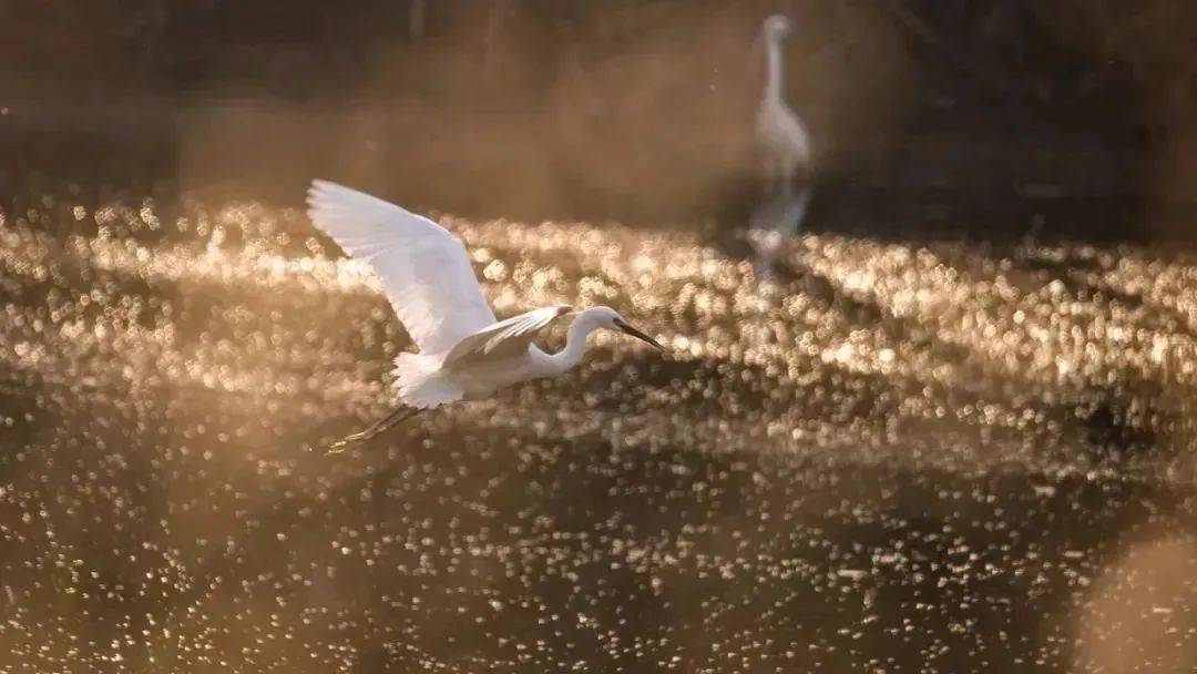 关于大雁的照片,大雁照片图文
