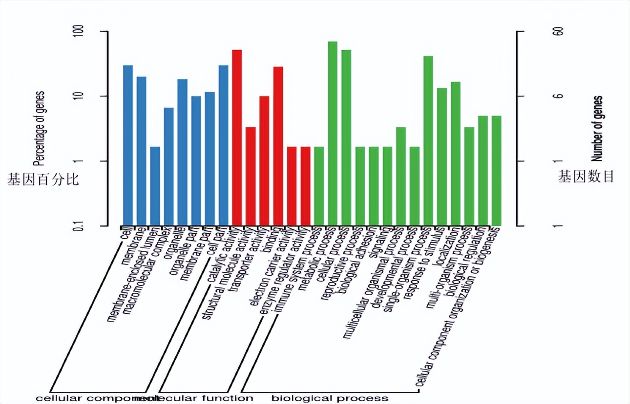冬瓜果实的类型,冬瓜种子外形特点