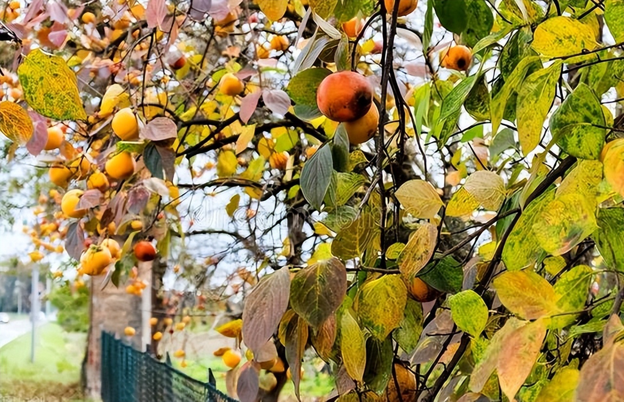 农村自建房庭院门前种什么果树好,东北地区庭院里门前适合种什么树
