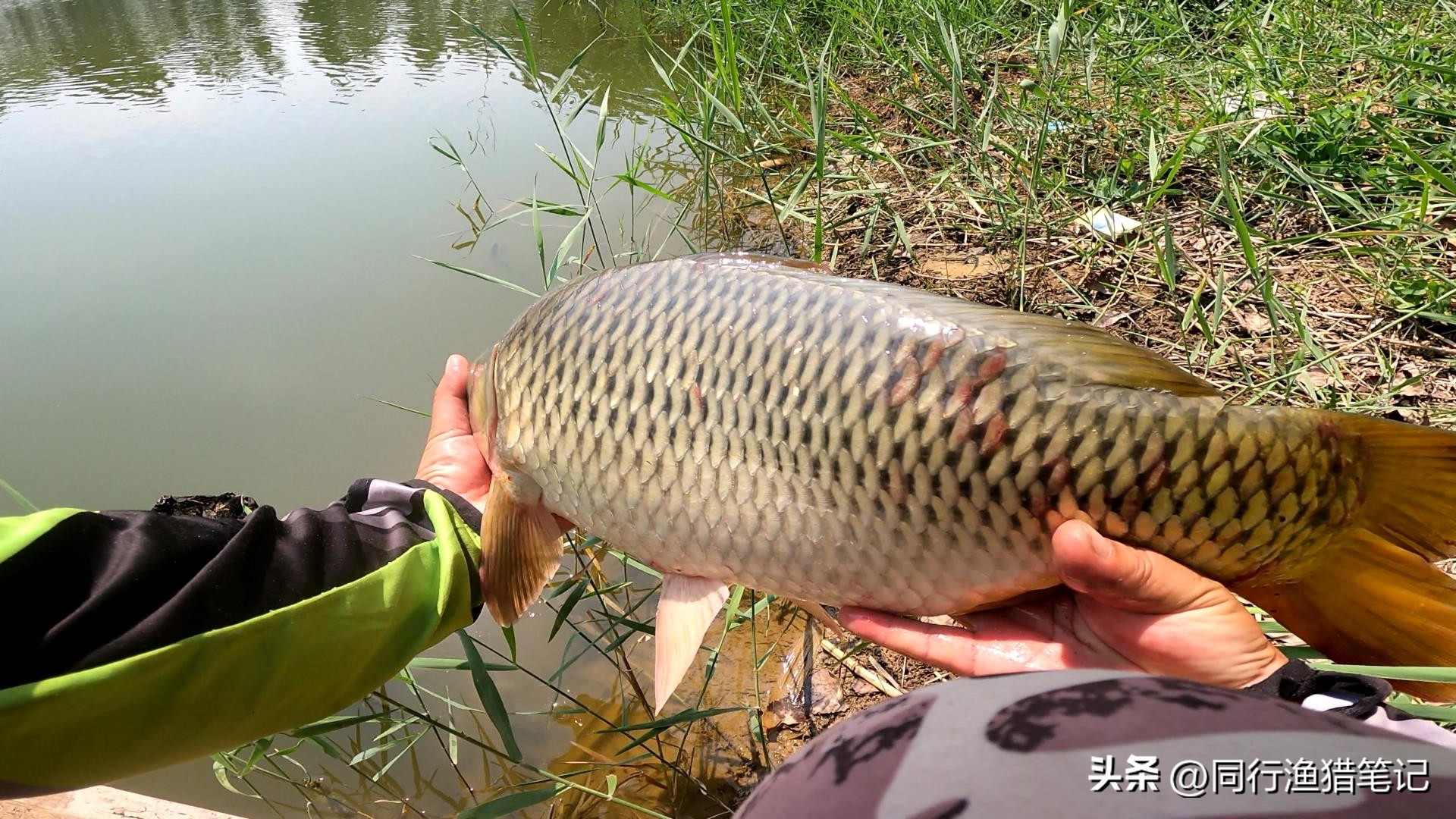 野钓3-5斤鲤鱼用什么竿子,4.5米鱼竿钓黑坑3.4斤鲤鱼推荐