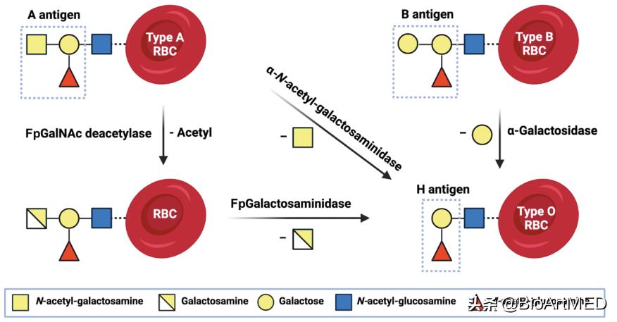 打破血型相斥的壁垒——通用血型肺移植供体是怎样诞生的？