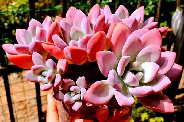 又美又仙的多肉,多肉植物100年的老桩奥普琳娜