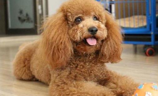 如何给泰迪狗清理肛腺,如何清理泰迪幼犬排泄腺