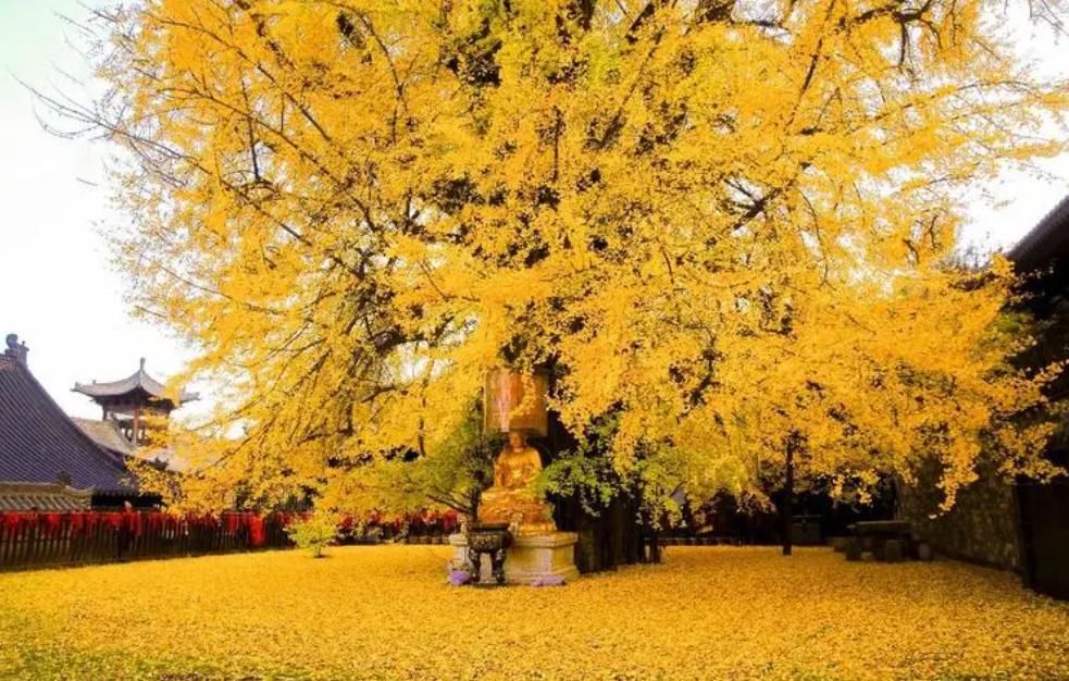 西安旅游必去的10个景点推荐,陕西西安旅游景点攻略