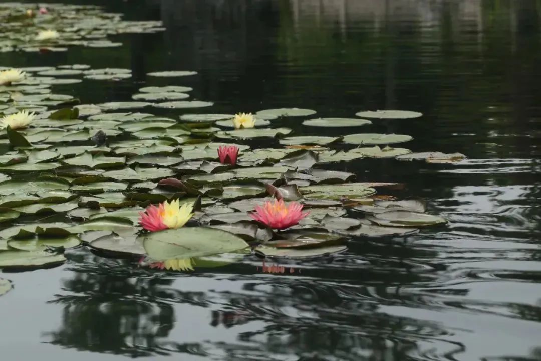 上海青溪古镇和朱家角古镇,冬日的古镇随拍上海市朱家角古镇