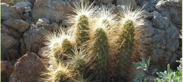 28种不同类型的仙人掌植物,多种品种仙人掌如何栽种