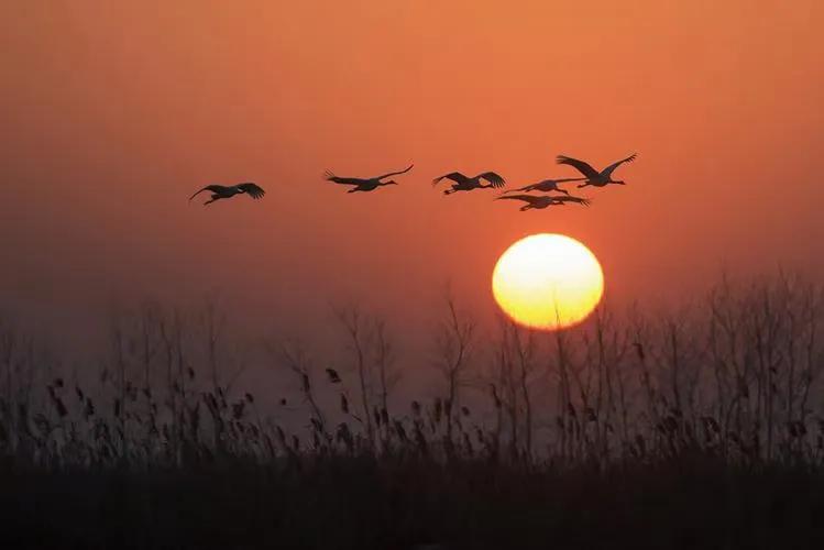 清明诗句古诗四句,白居易10首经典诗词清明