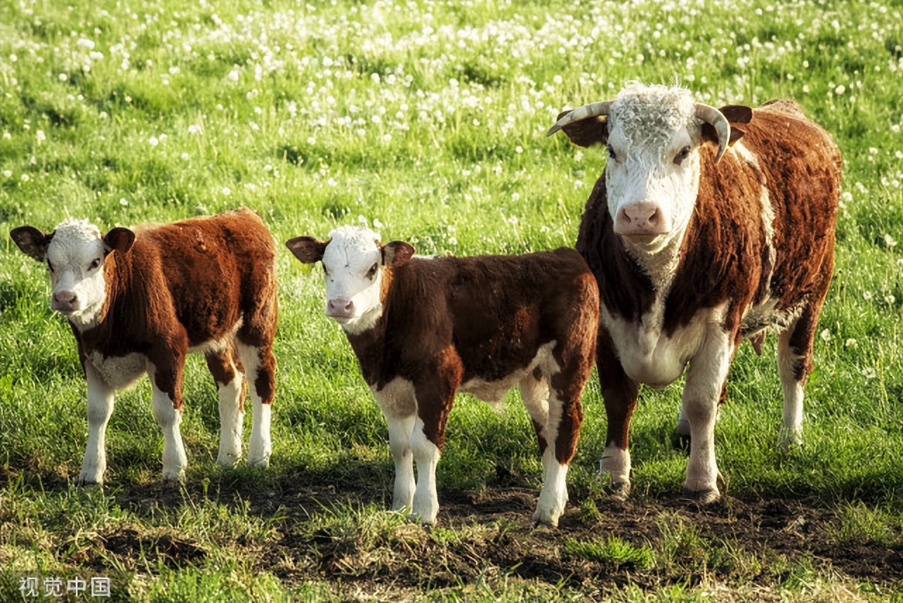 怎样诊断牛中暑和防治,牛中暑的表现是什么