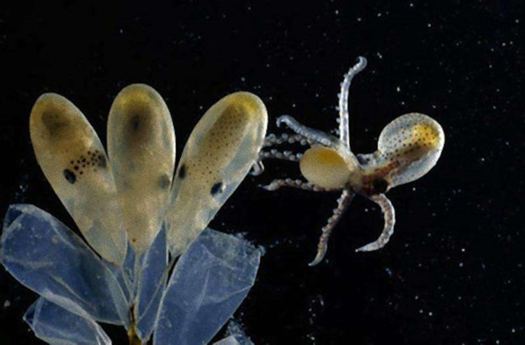 章鱼为什么没有成为食物链顶端,章鱼为什么比人类智商高