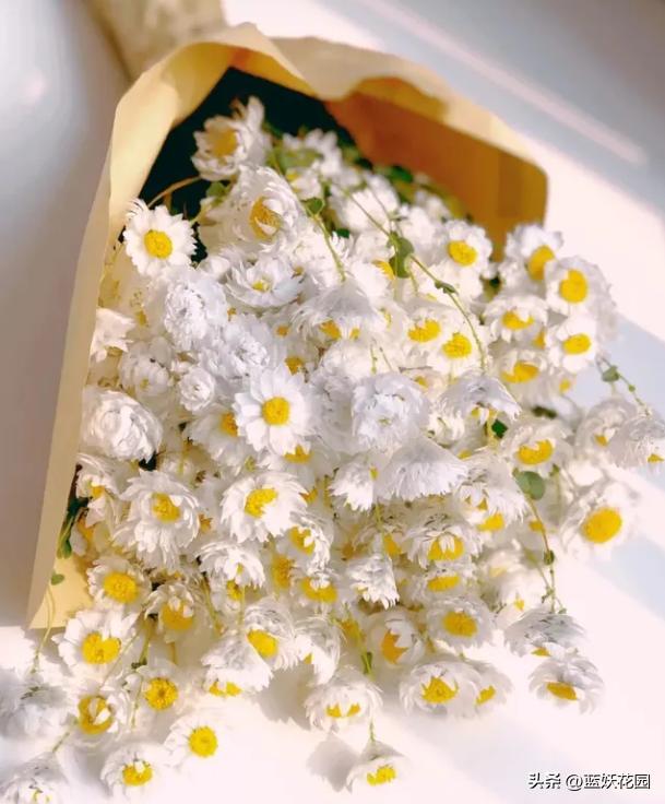 永生花的最大特点是鲜活清新靓丽,哪些永生花四季开花