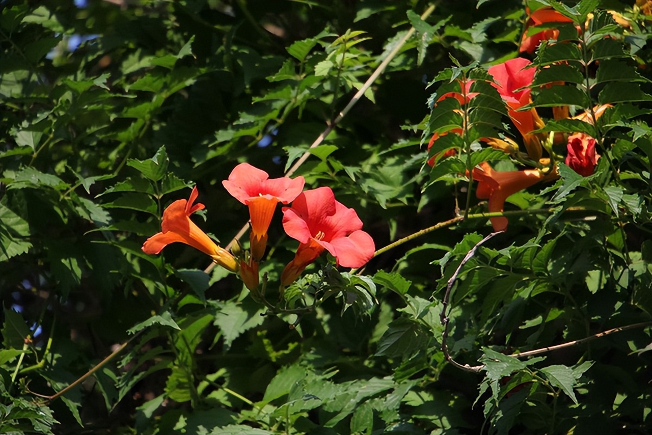 爱干净的人，家里别养4种“脏脏花”，会招虫子，越养越烦