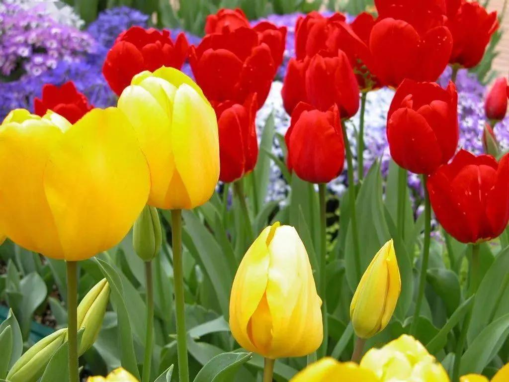 郁金香的花语可以送给妈妈吗,郁金香的花语和象征含义