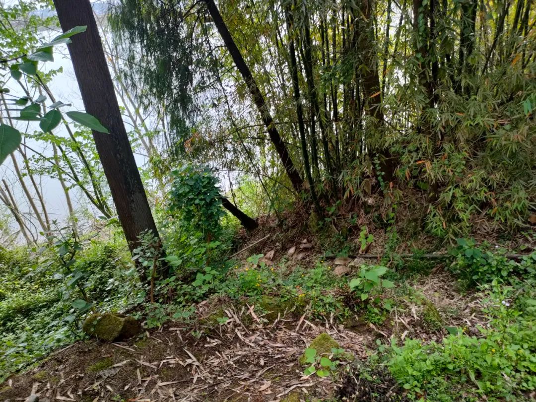 奇闻！唐僧是在射洪白流寺出家？