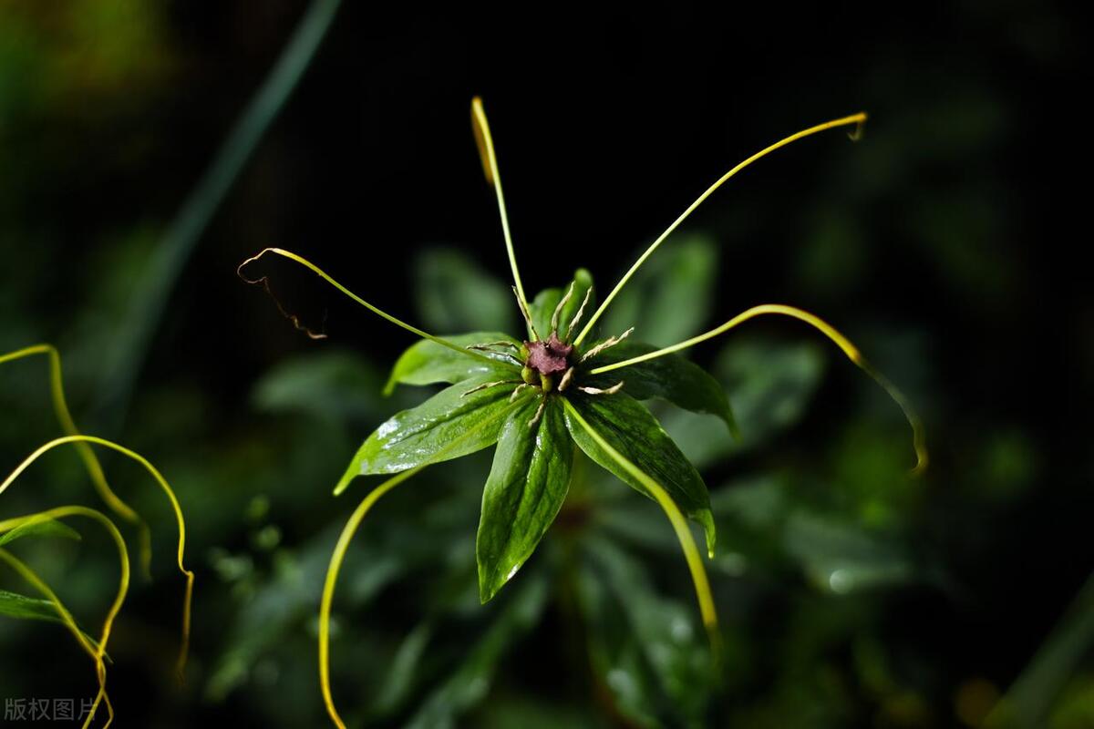 真正防蛇植物,蛇克星植物图片