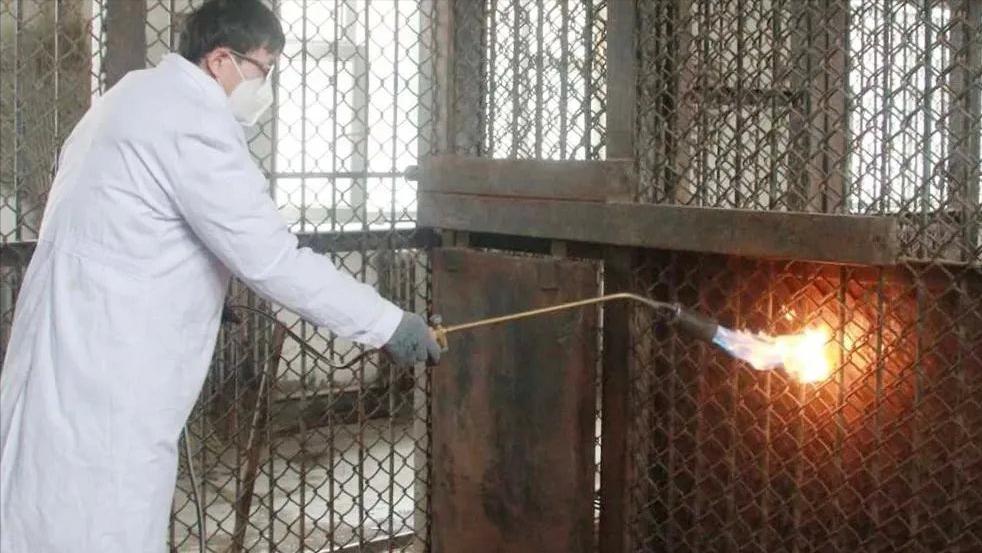 鹌鹑的饲养管理与疾病防治方案,鹌鹑养殖场怎么消毒视频