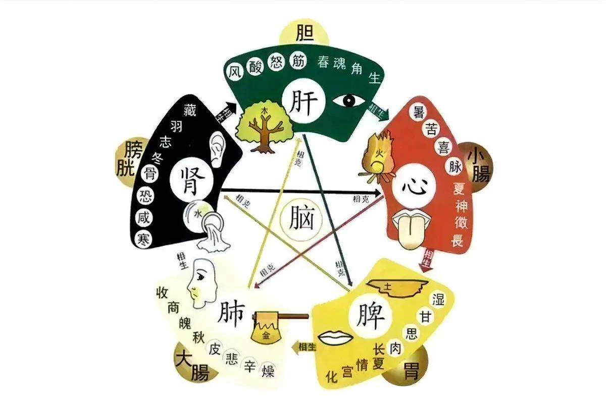 中医五脏辨证!(值得借鉴)