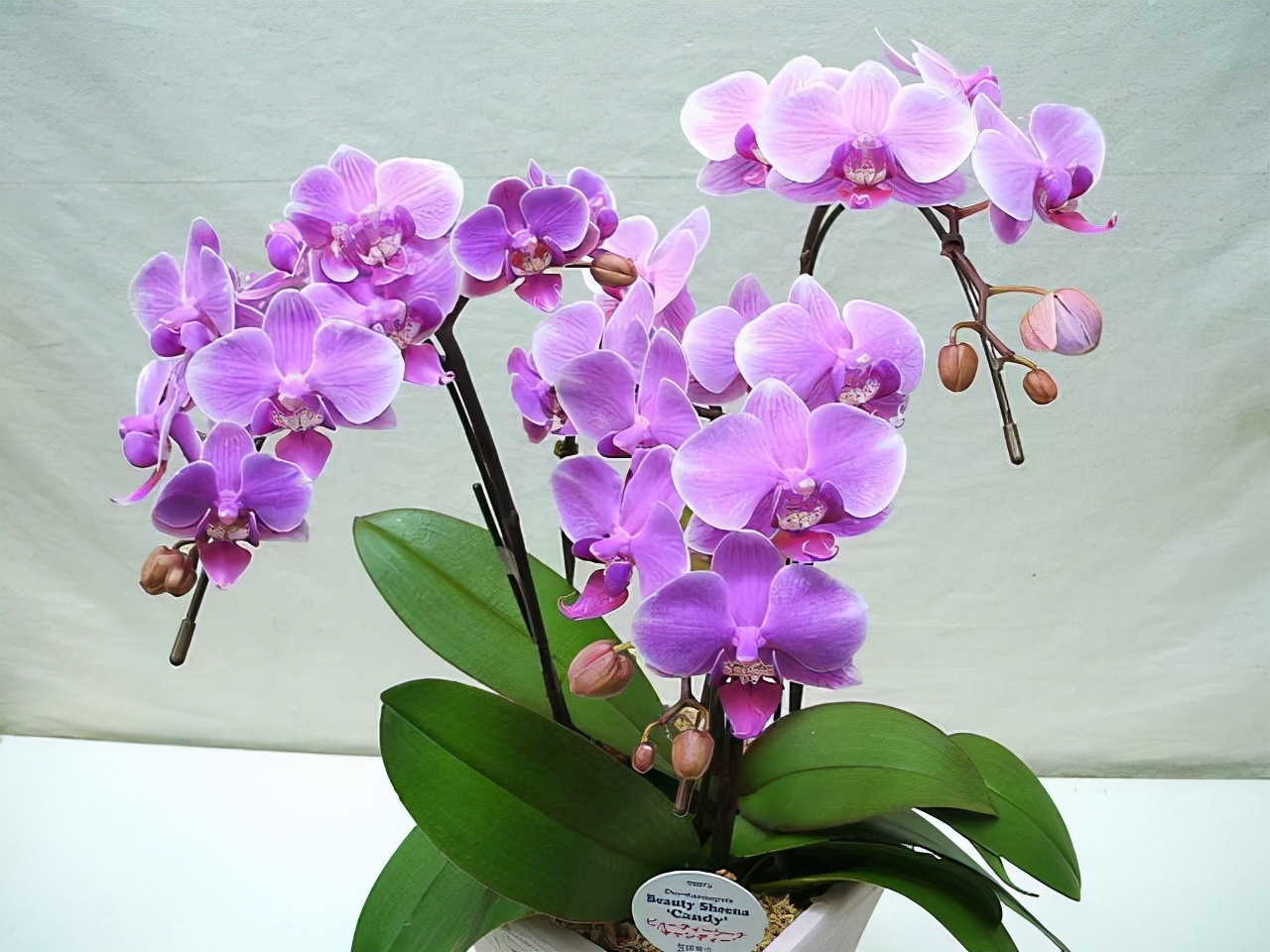 最香的五种兰花哪种兰花耐寒,春夏秋冬四季各是哪几个兰花品种