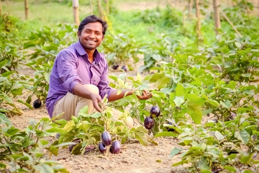 转基因茄子的优势 (转基因茄子国内)