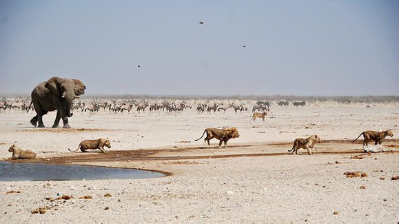 草原暴君？撵狮群，踹河马，压断犀牛肋骨，连路过的狗都要挨巴掌