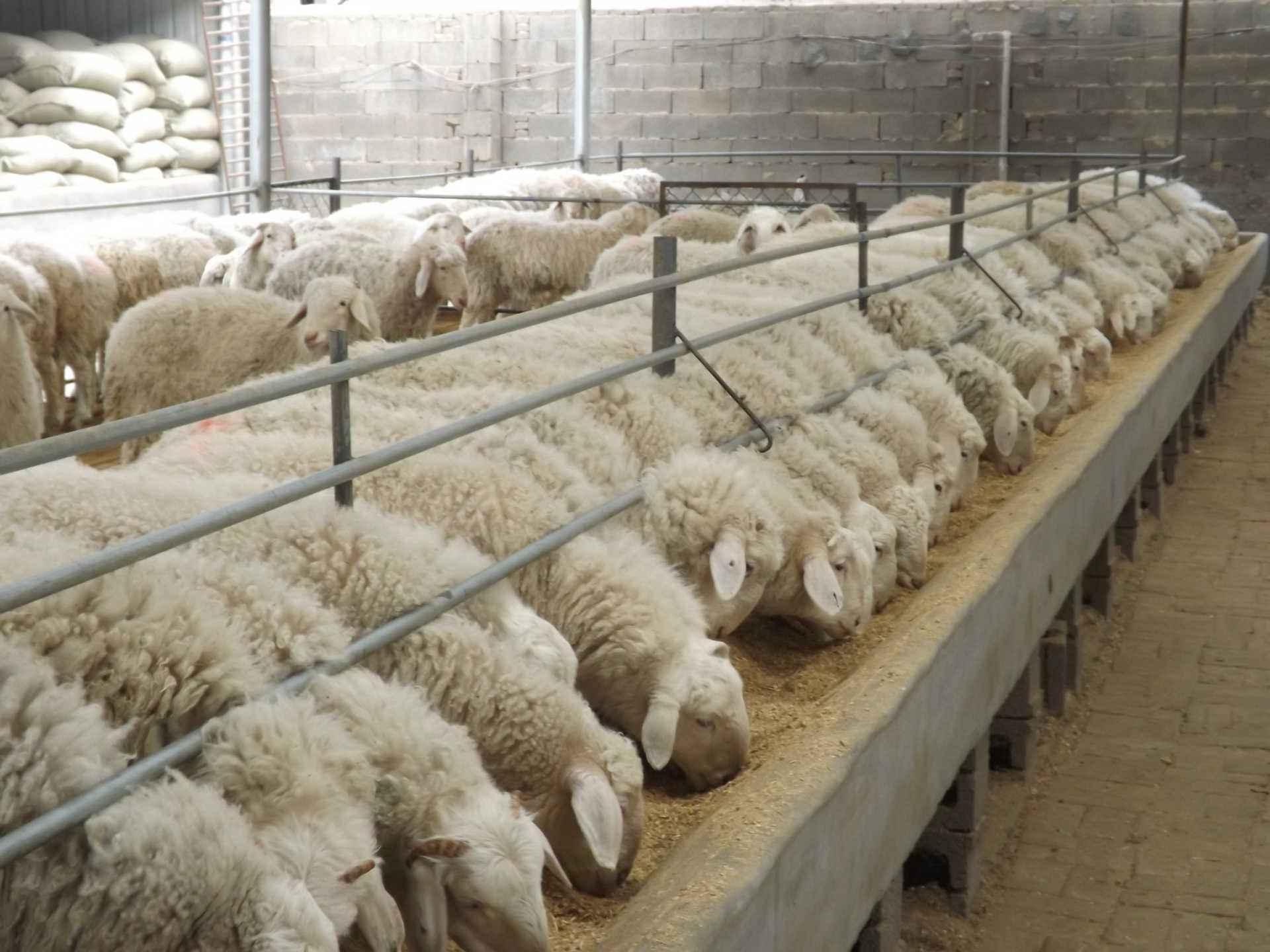 羊吃东西为什么没饱,羊怎么吃都吃饱是什么原因