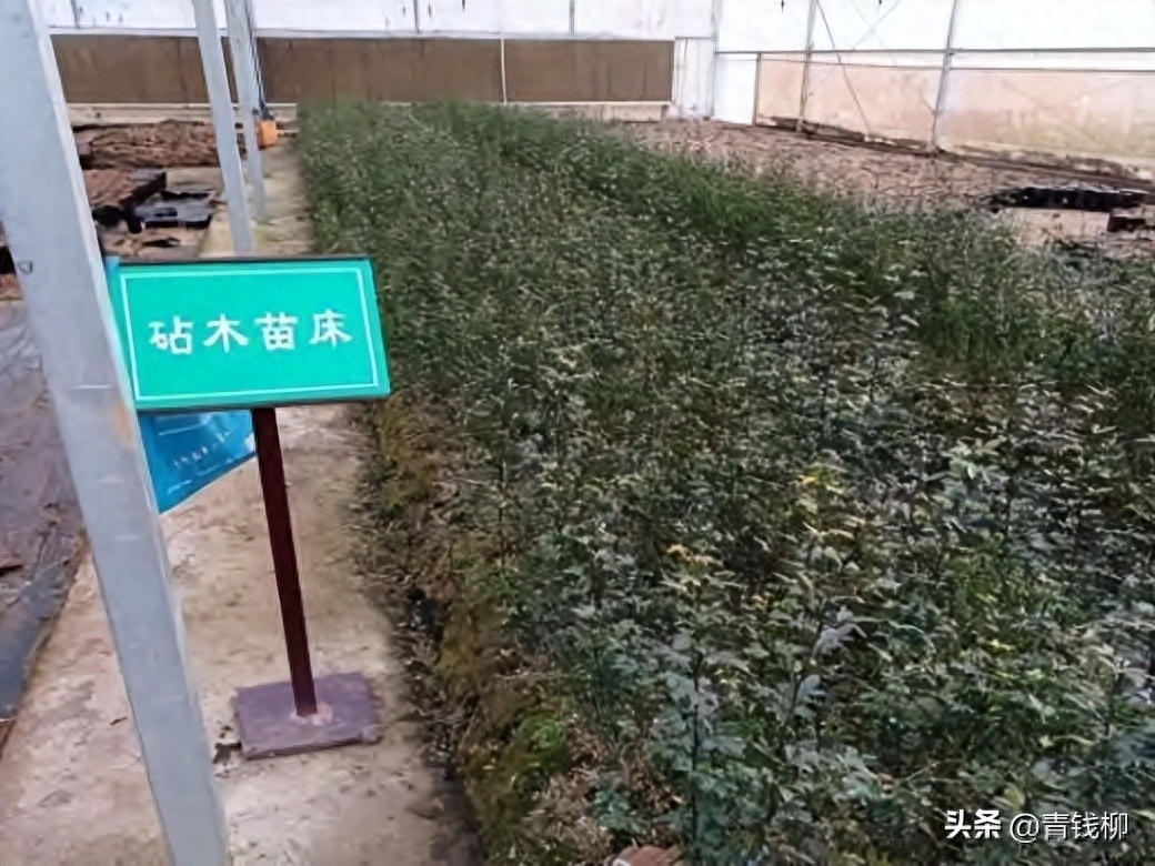 秋日暖阳之下,秋日暖阳下