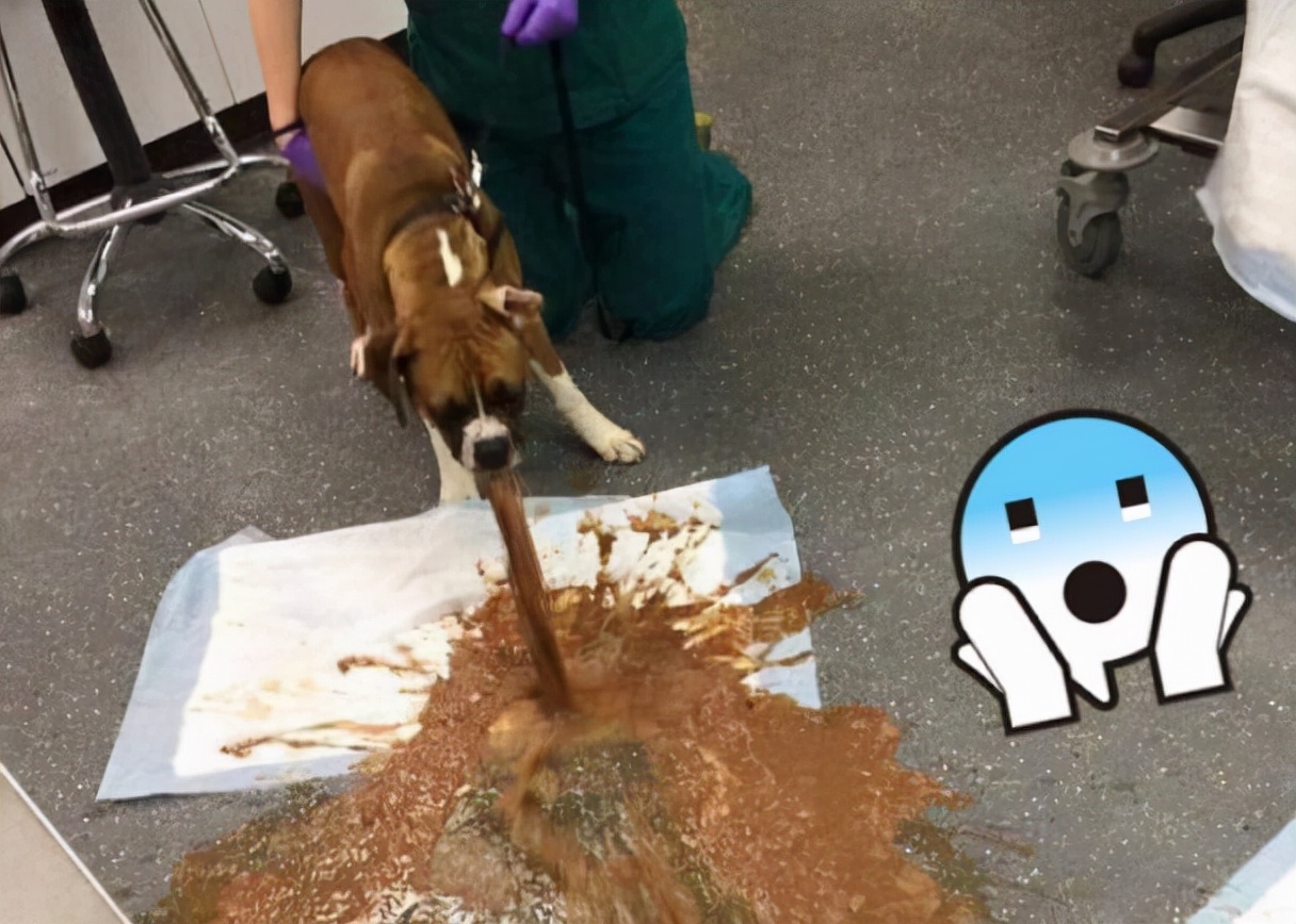 狗狗常见的9种疾病新手速看,狗狗生殖系统有哪些常见疾病