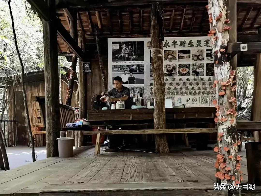 道是种植，却似野生一一项永年把灵芝栽种在百山祖国家公园野地里