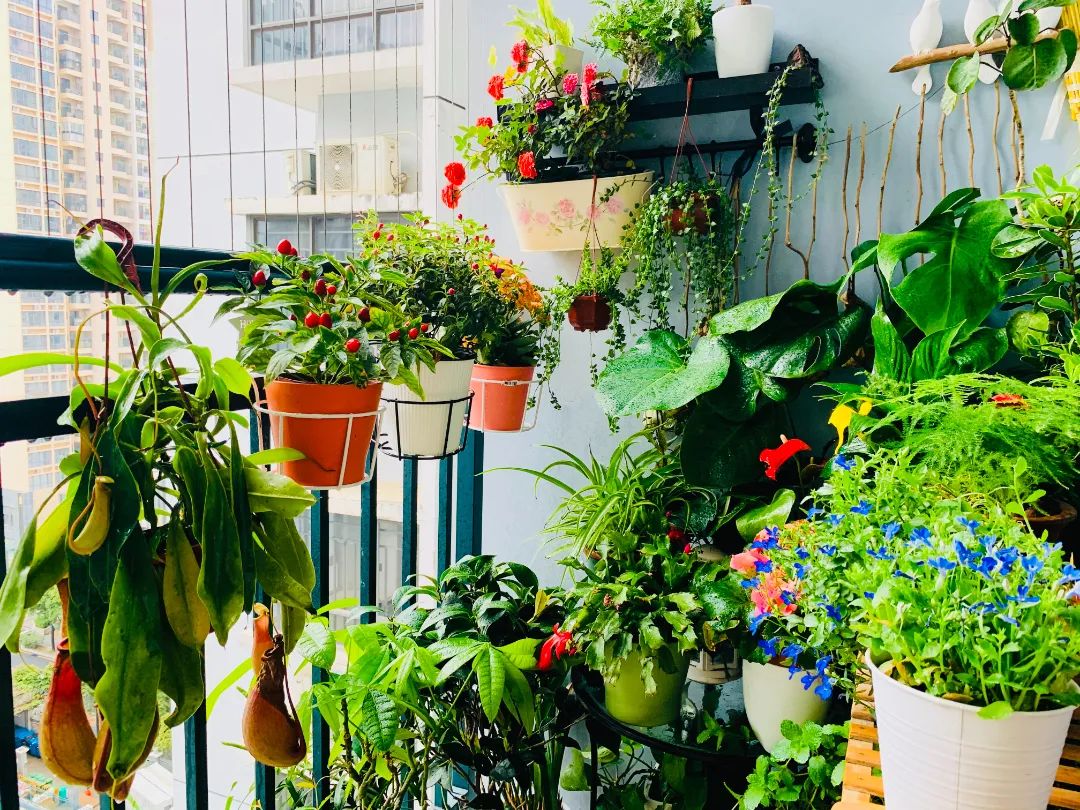 很多人羡慕的阳台,让别人羡慕的阳台