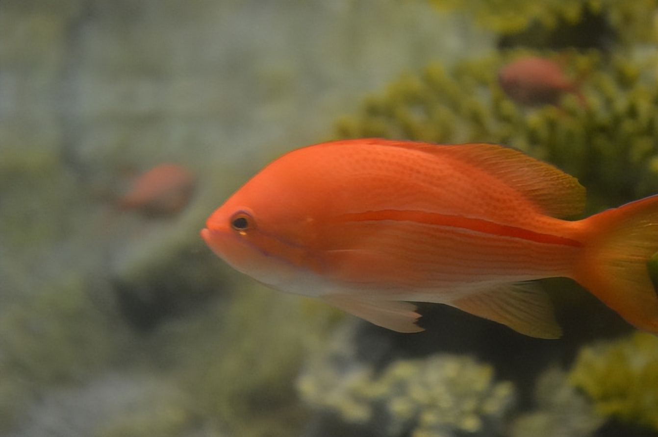 玩的就是心跳香港海洋公园,香港海洋公园经典