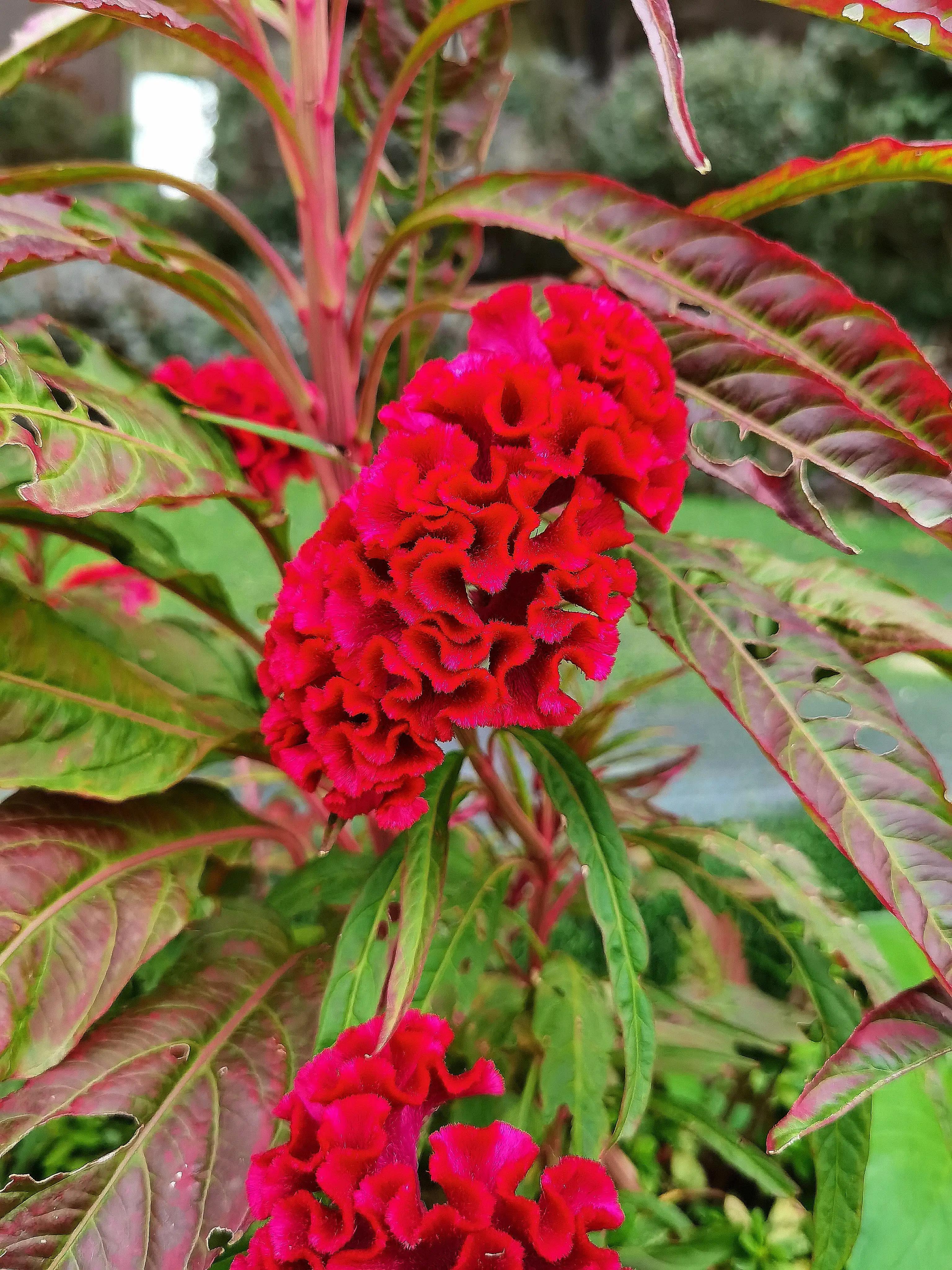 鸡冠花又叫什么花,鸡冠花娇美可人