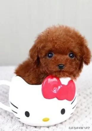 十二星座茶杯犬,茶杯犬图片高清壁纸